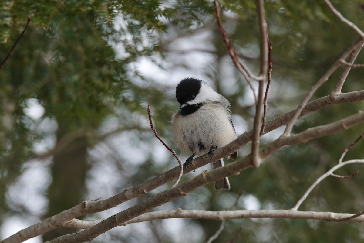 Black-capped Chickadee - Carol Speck