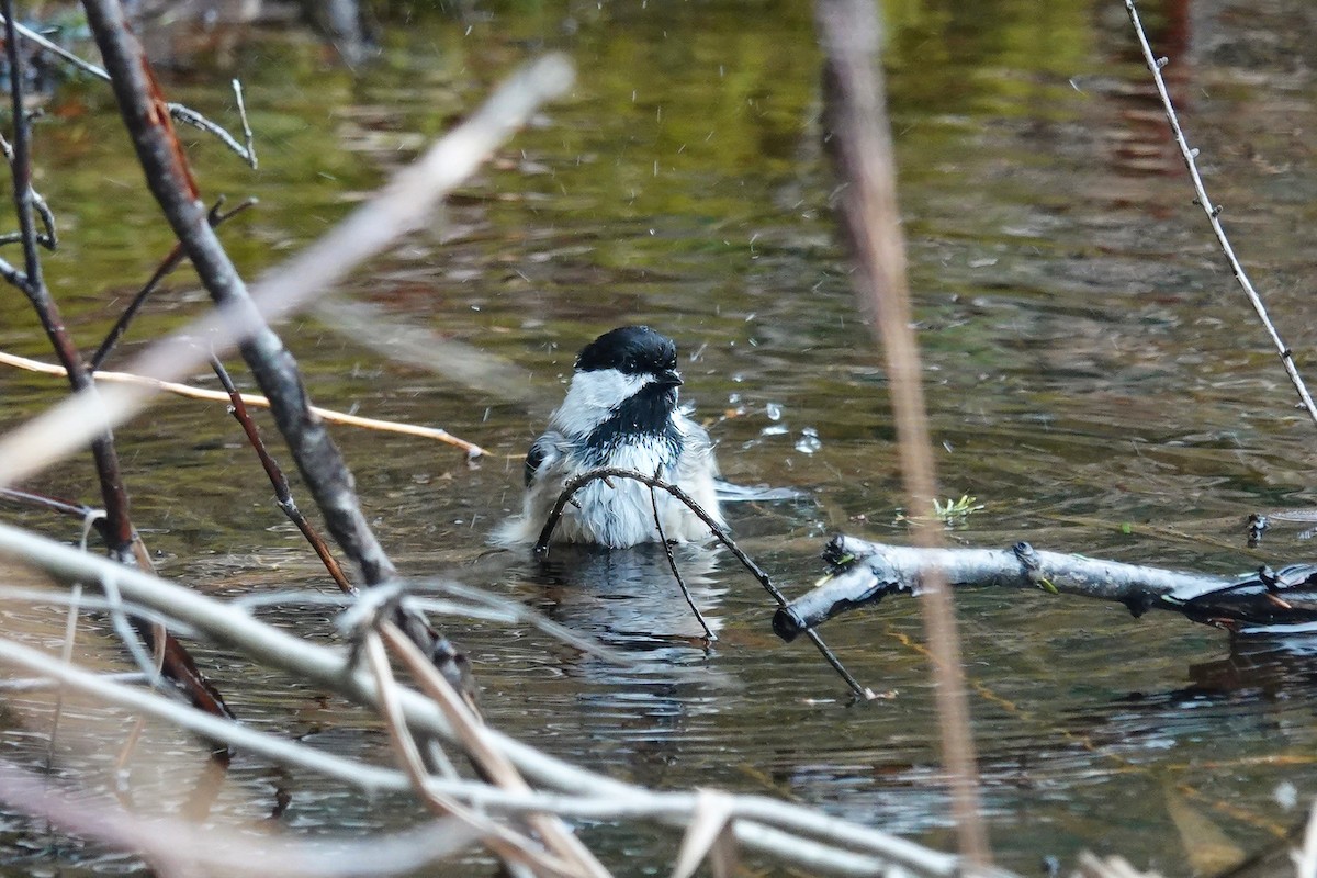 Black-capped Chickadee - Carol Speck