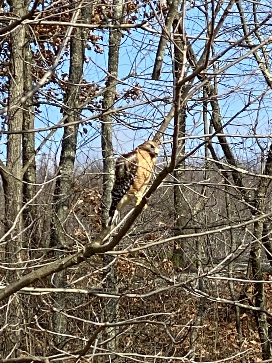 Red-shouldered Hawk - ML615630669