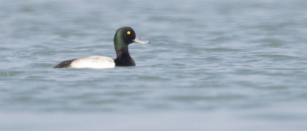 Greater Scaup - ML615630689