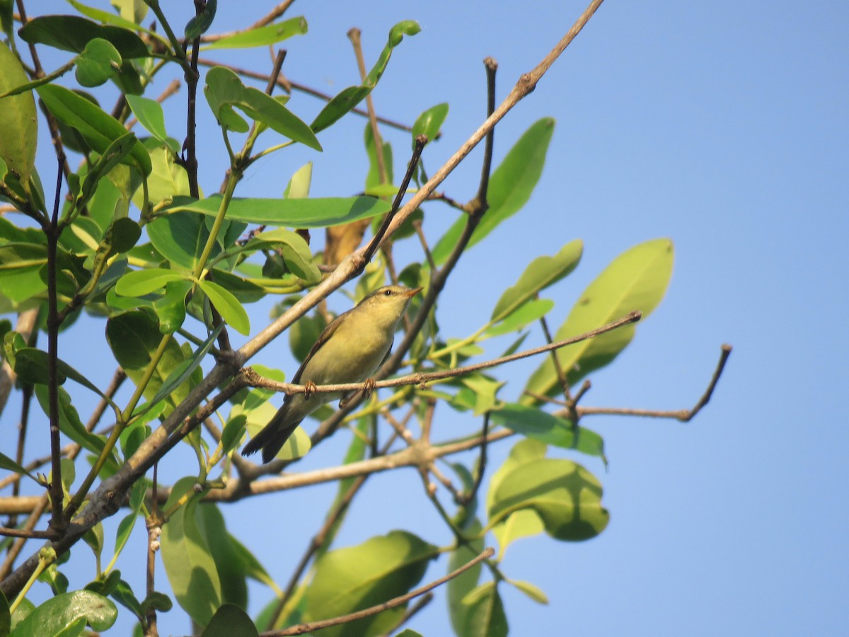 Melodious Warbler - ML615630720