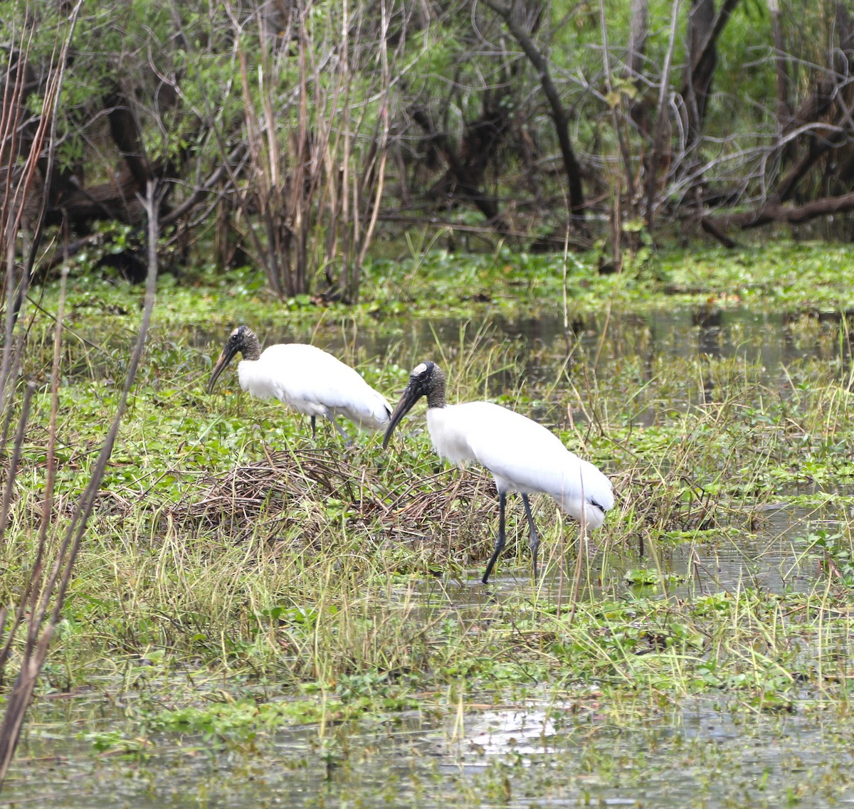 Wood Stork - ML615630766