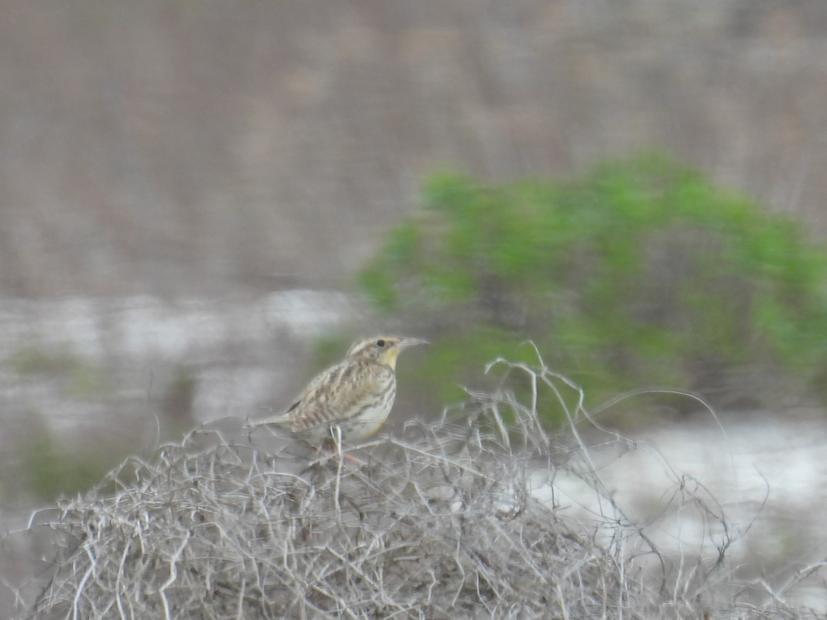 Western Meadowlark - c c