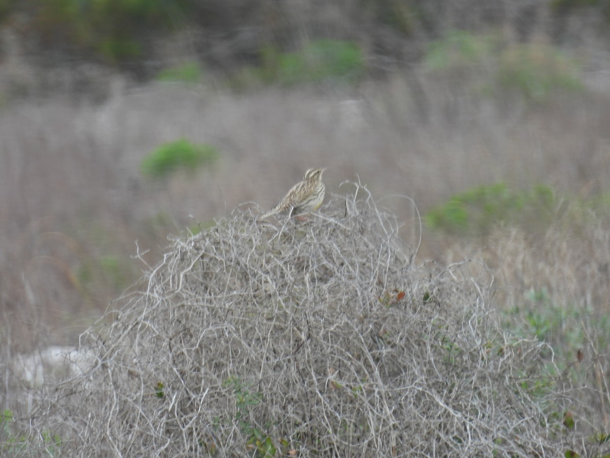 Western Meadowlark - c c