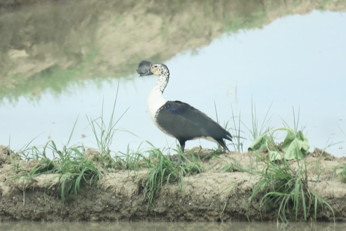 Comb Duck - Cindy Edwardson