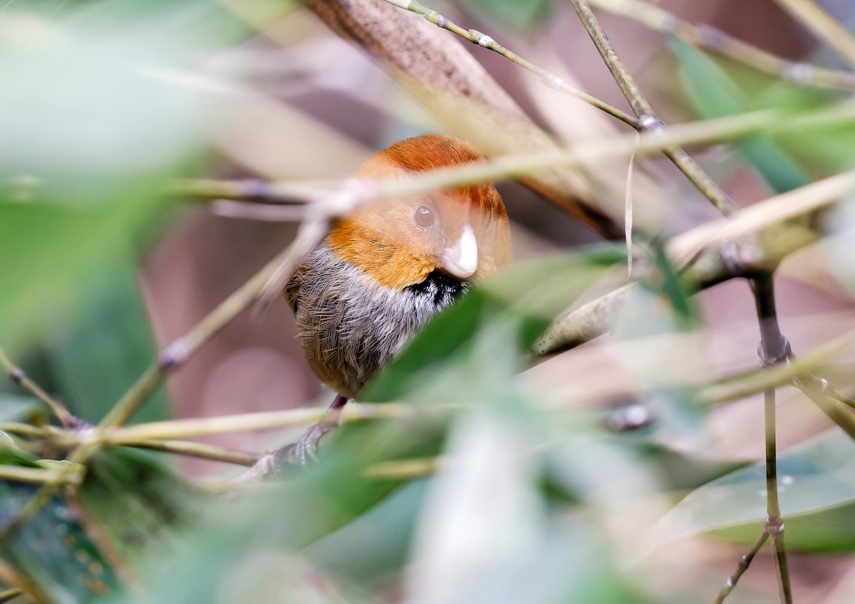 Short-tailed Parrotbill - ML615630824