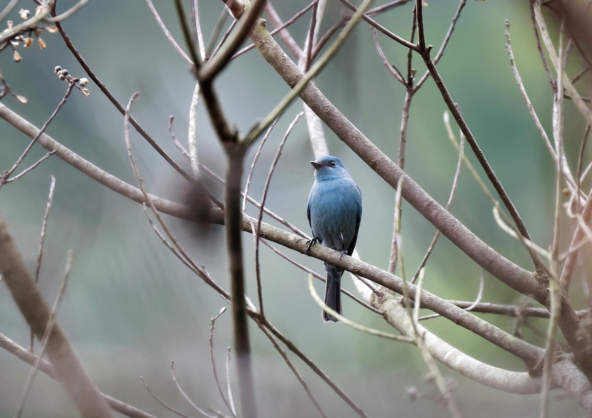 Verditer Flycatcher - ML615630831