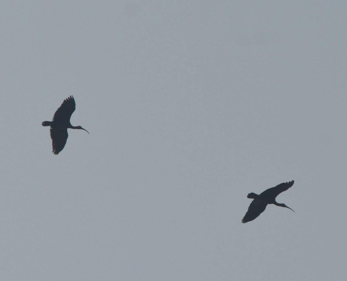 ibis bradavičnatý - ML615630837