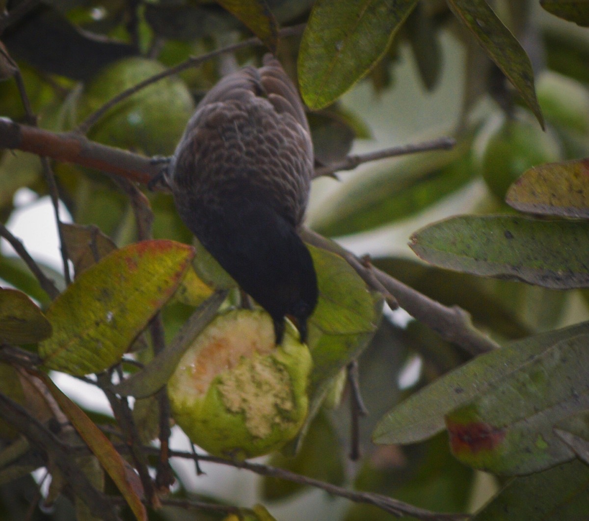 Red-vented Bulbul - Abhishek Sharma