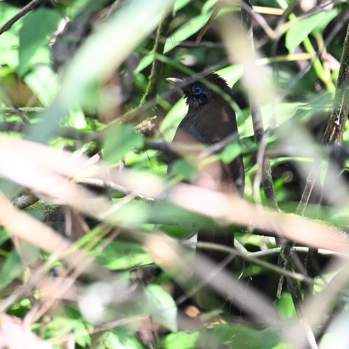 Rusty Laughingthrush - Jacob Lai