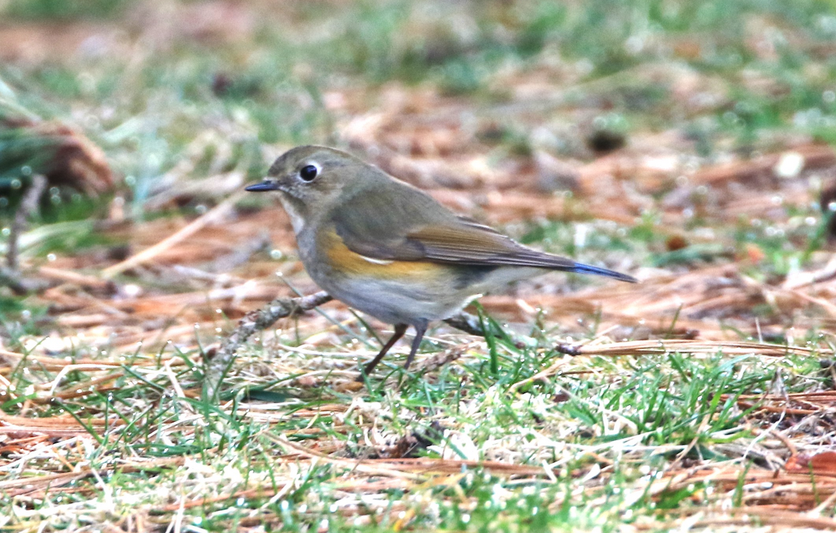 Red-flanked Bluetail - ML615630897