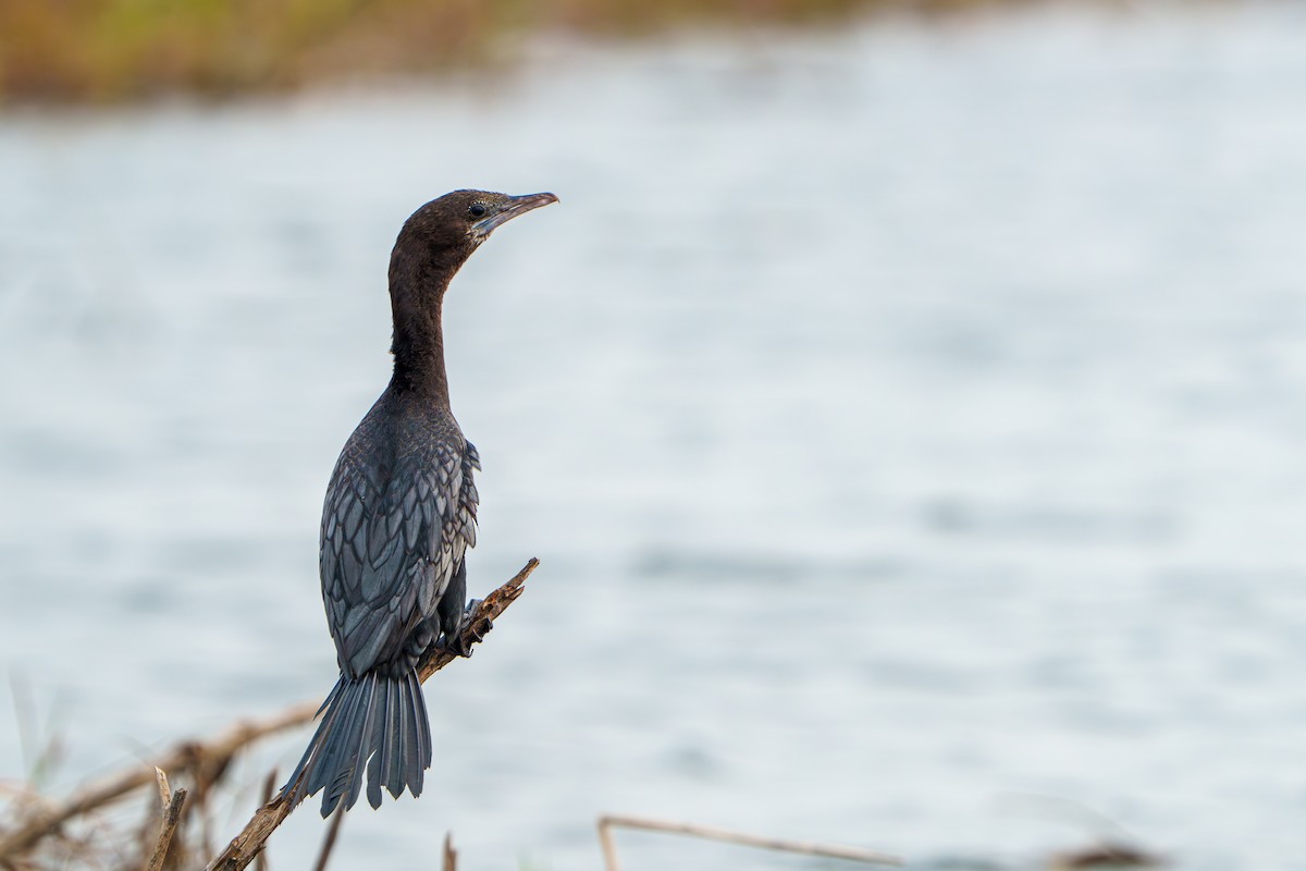 Little Cormorant - Woramate Boonyavantang