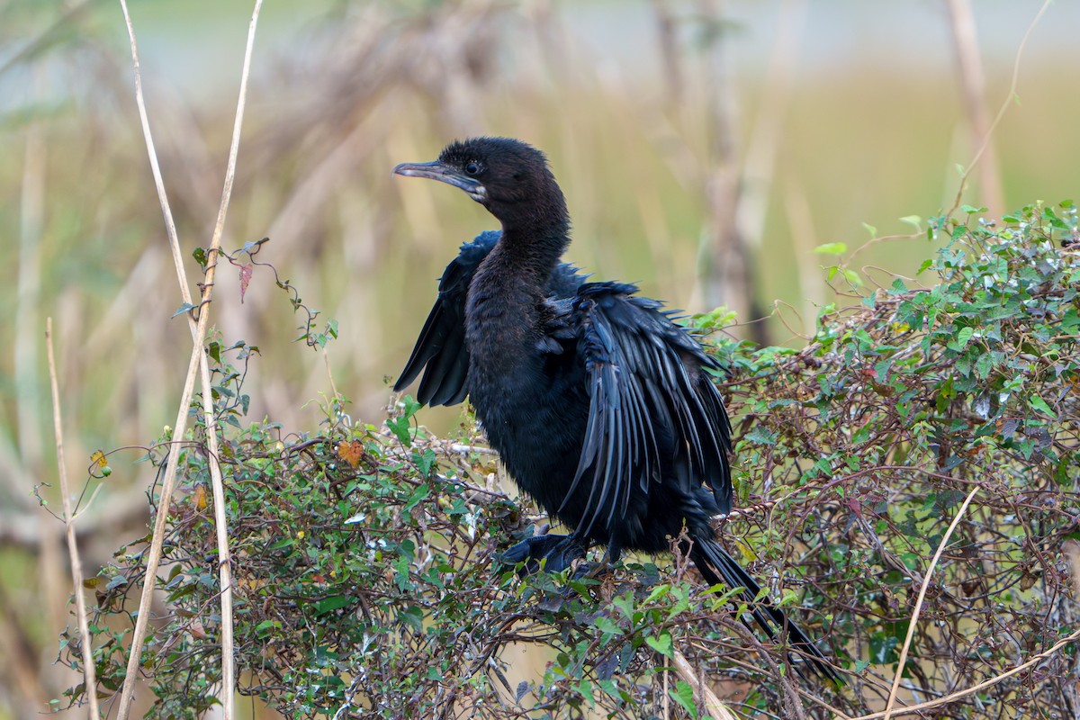 Little Cormorant - Woramate Boonyavantang