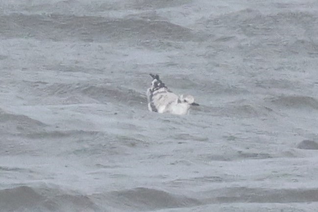 Bonaparte's Gull - ML615630952