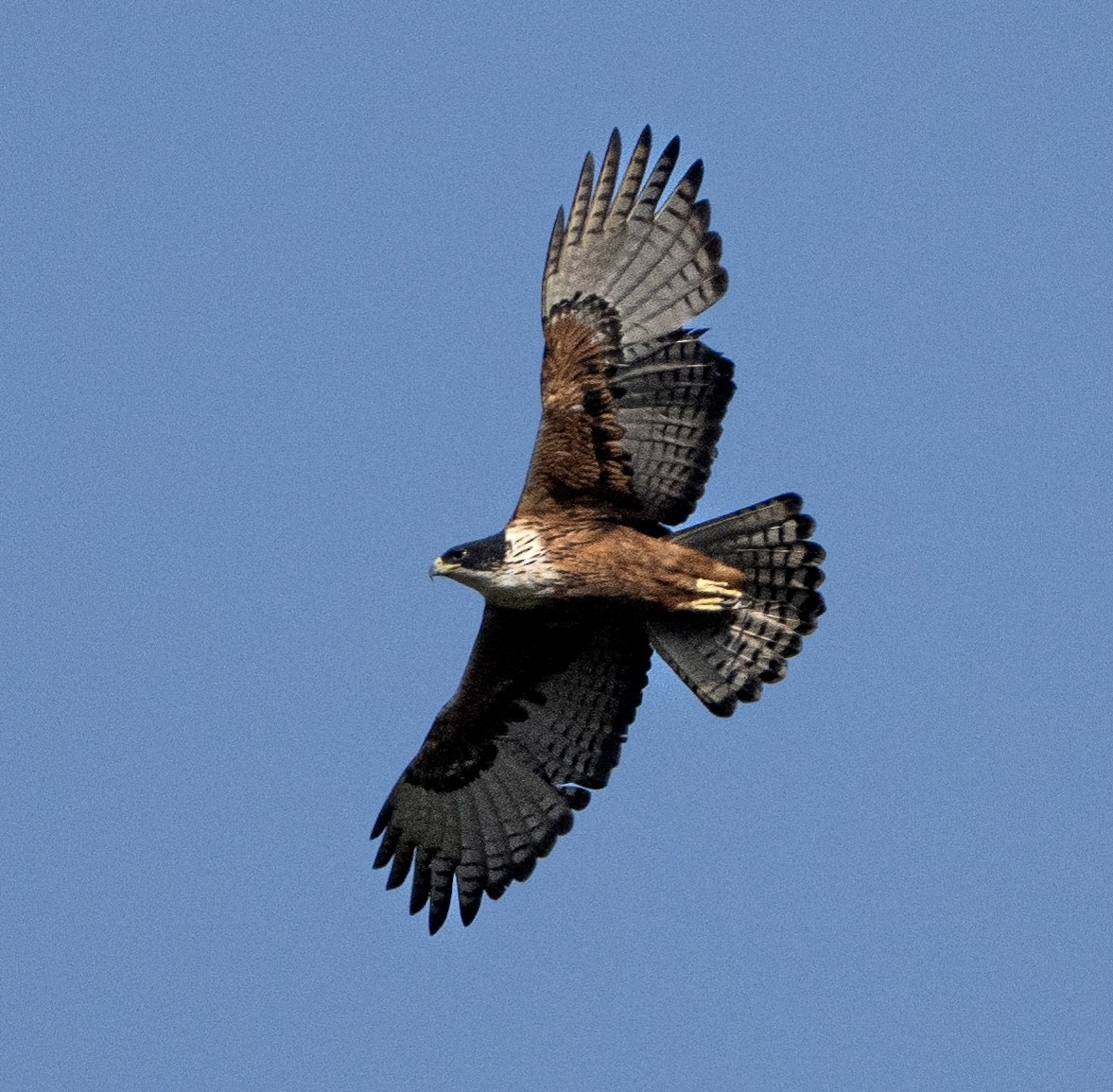 Rufous-bellied Eagle - Surajprakash B