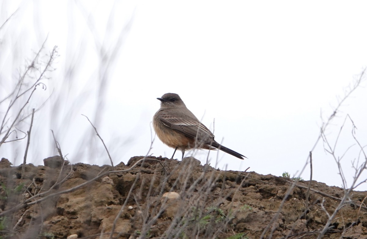 White-crowned Sparrow - ML615631015