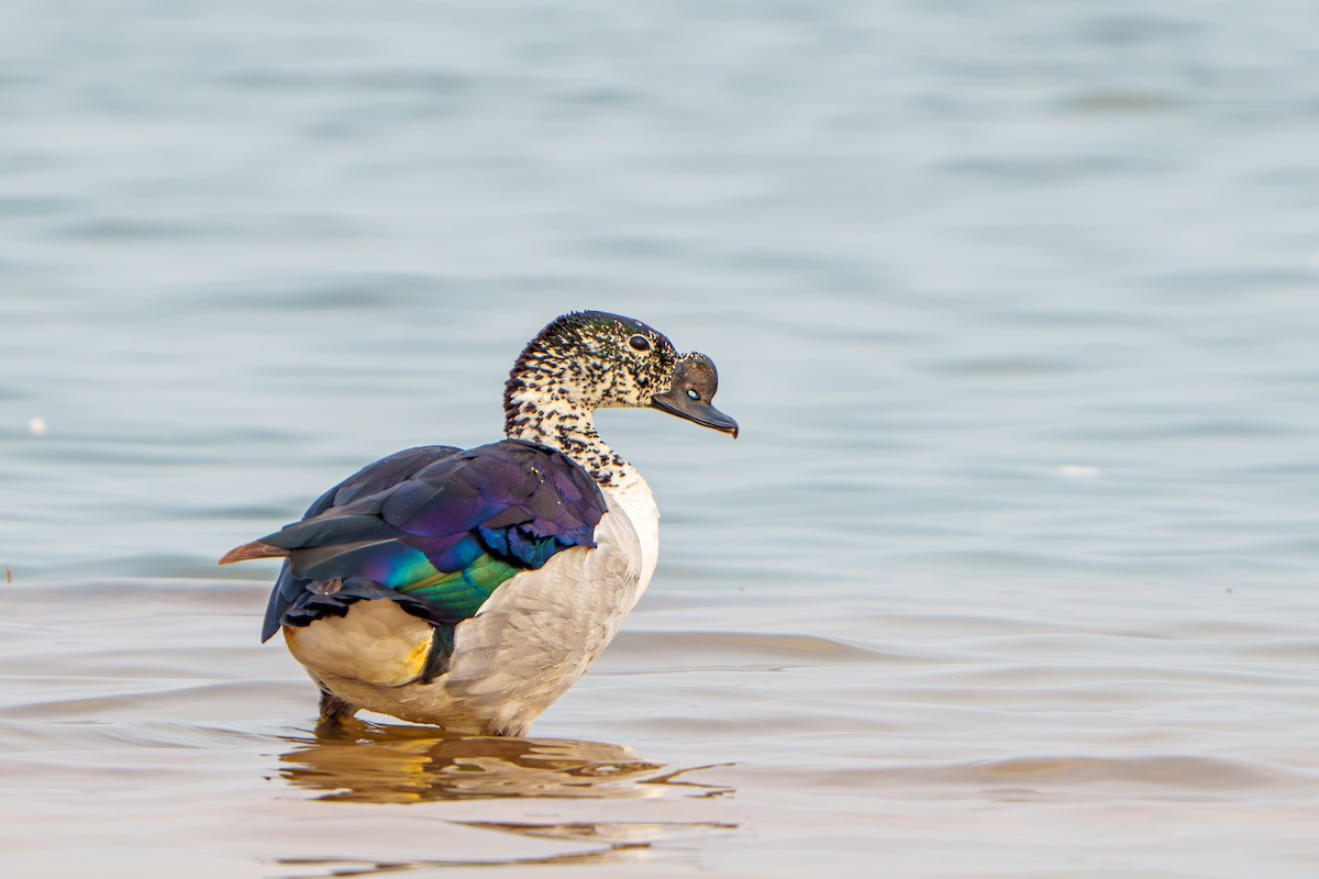 Knob-billed Duck - Woramate Boonyavantang