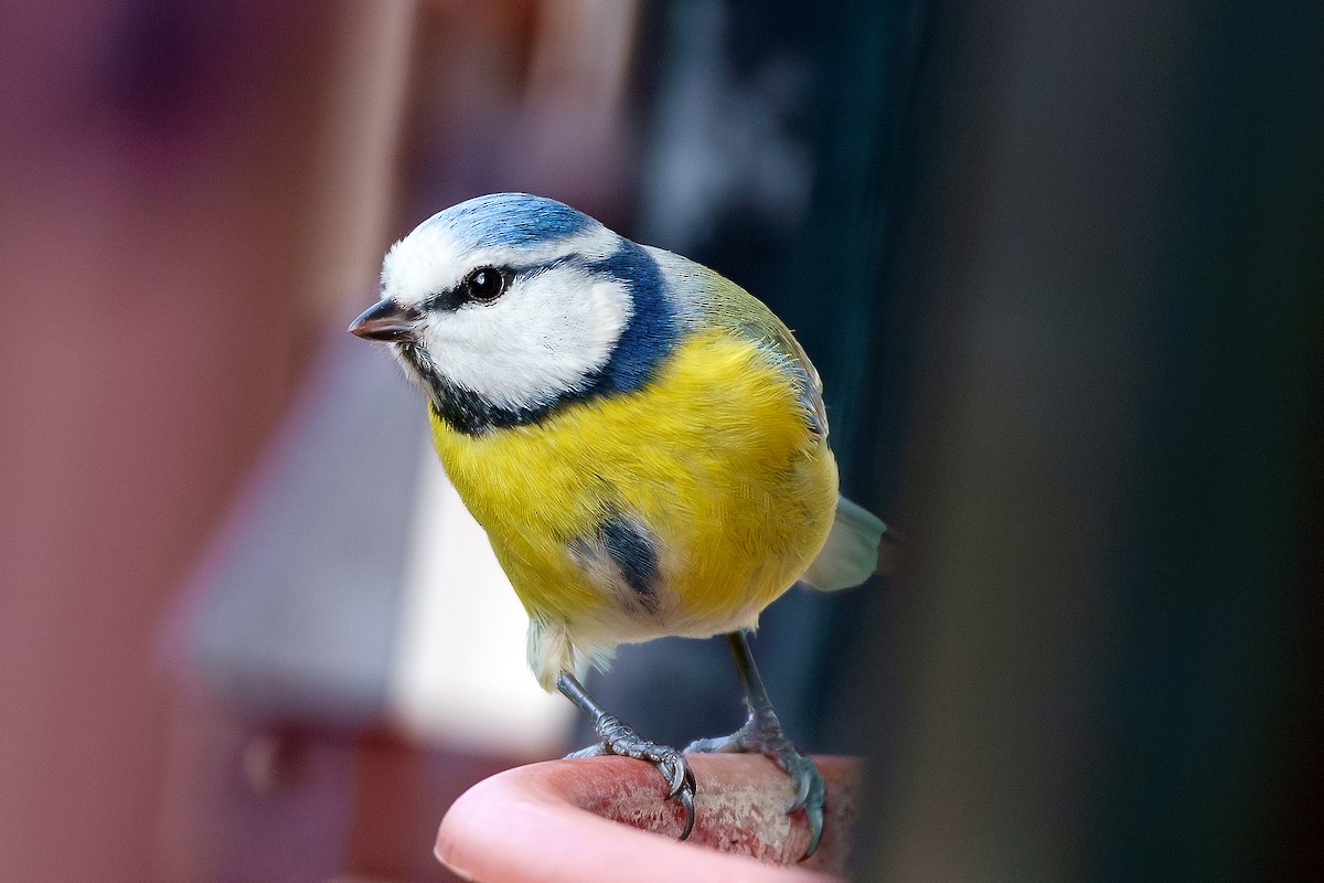 Eurasian Blue Tit - ML615631191