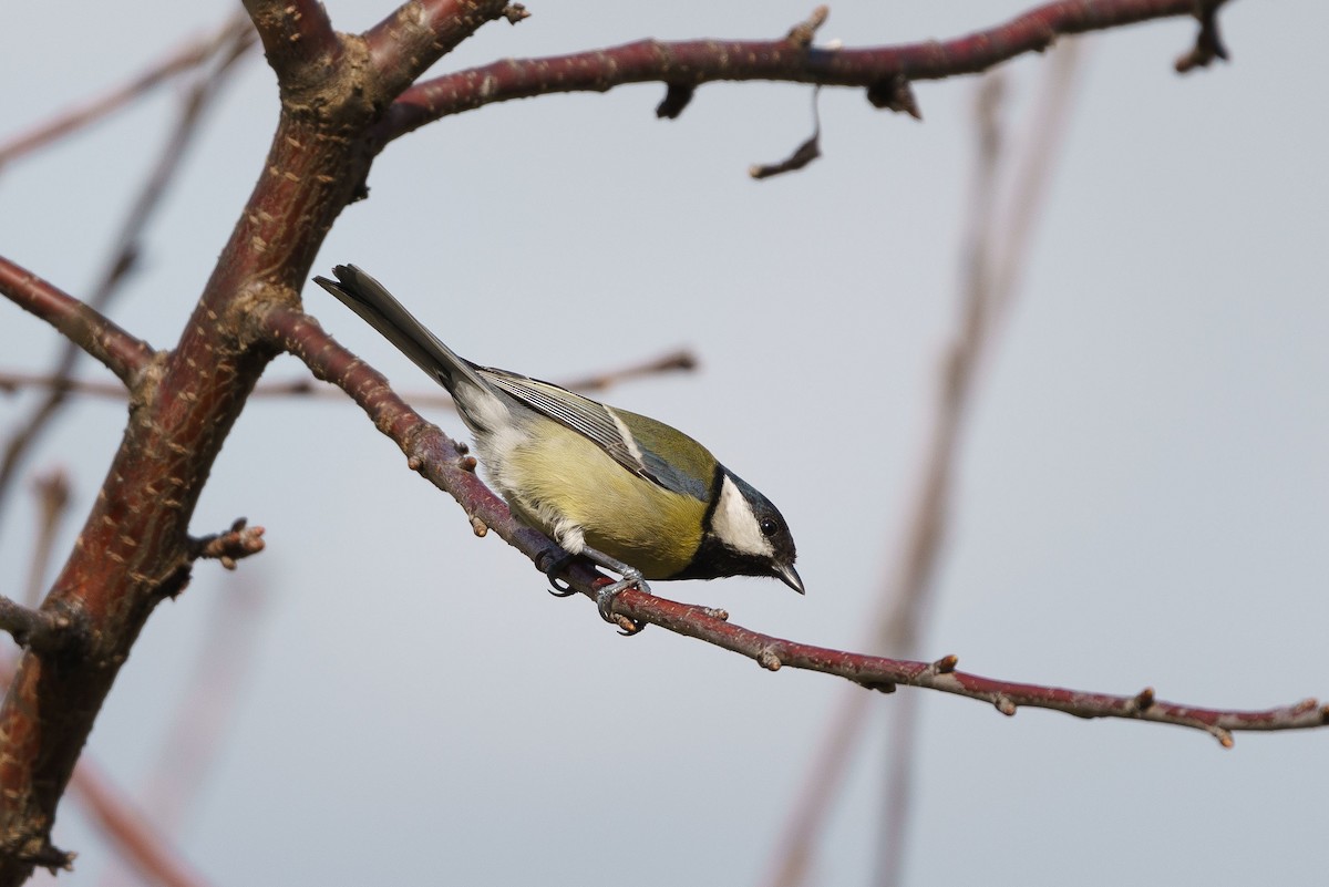 Great Tit - ML615631215