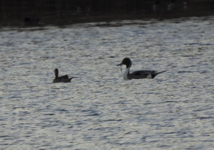 Northern Pintail - ML615631222