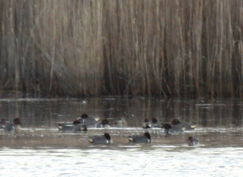 Green-winged Teal - ML615631233