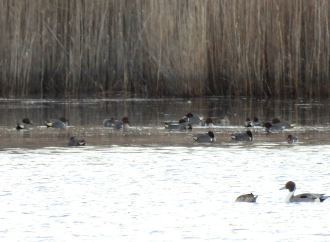 Green-winged Teal - ML615631234