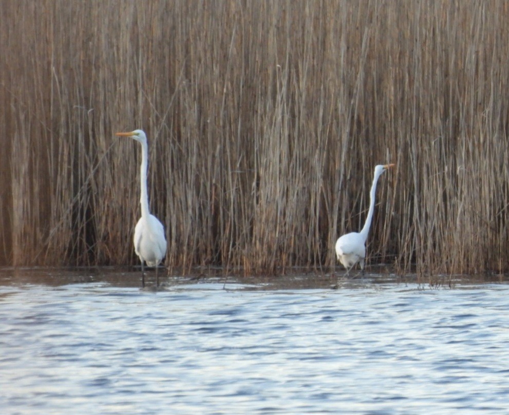 Great Egret - ML615631238