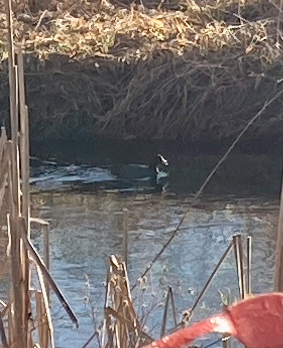 American Coot - ML615631239