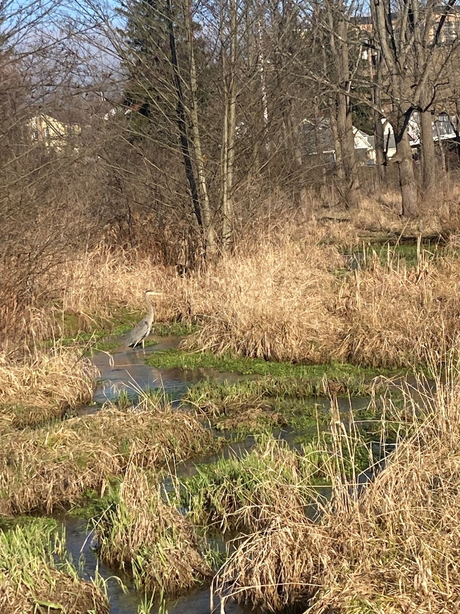 Great Blue Heron - ML615631246