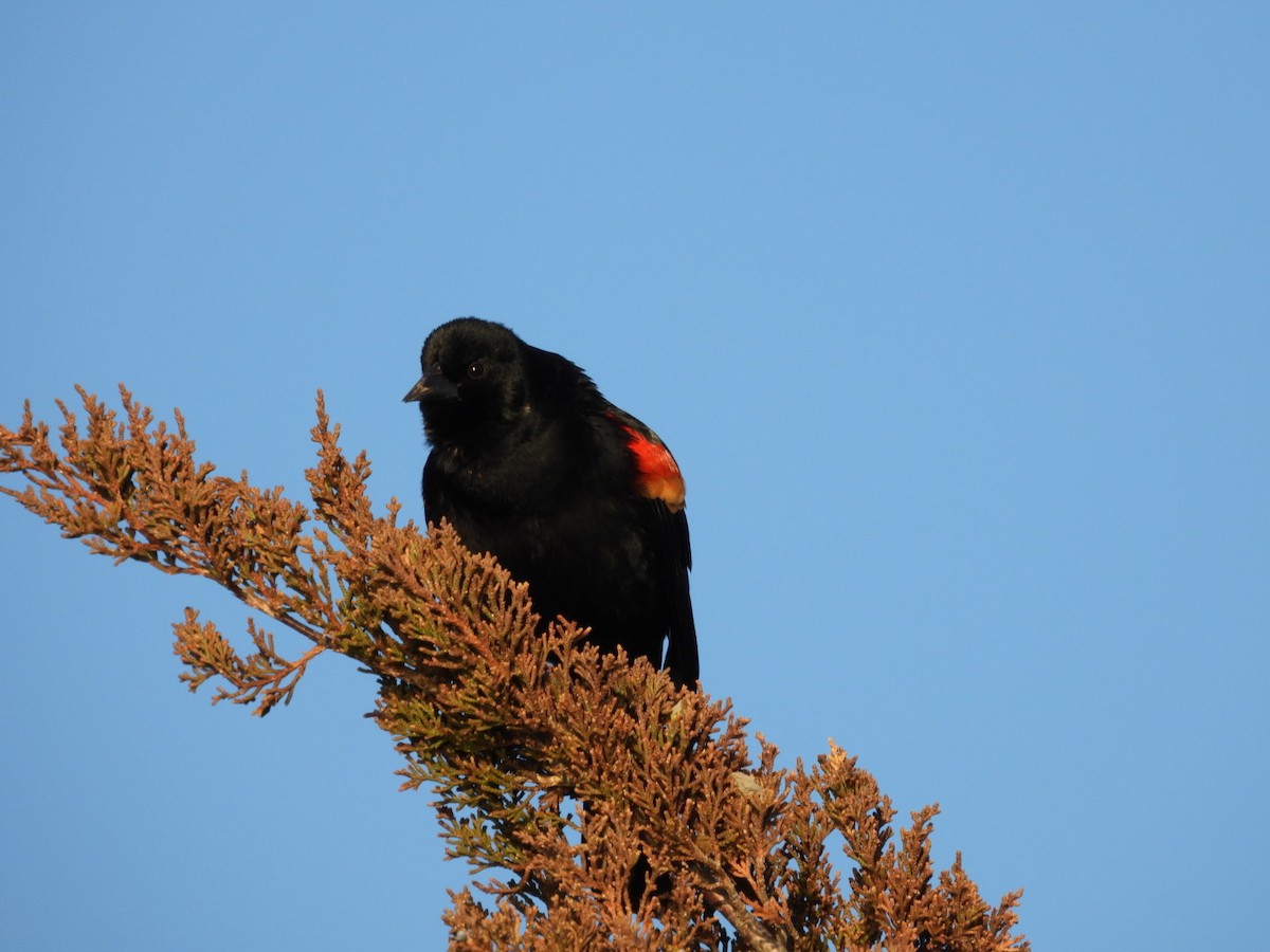 Red-winged Blackbird - ML615631250