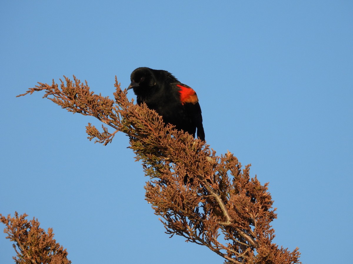 Red-winged Blackbird - ML615631251
