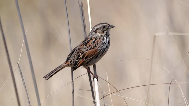 Sierra Madre Sparrow - ML615631261