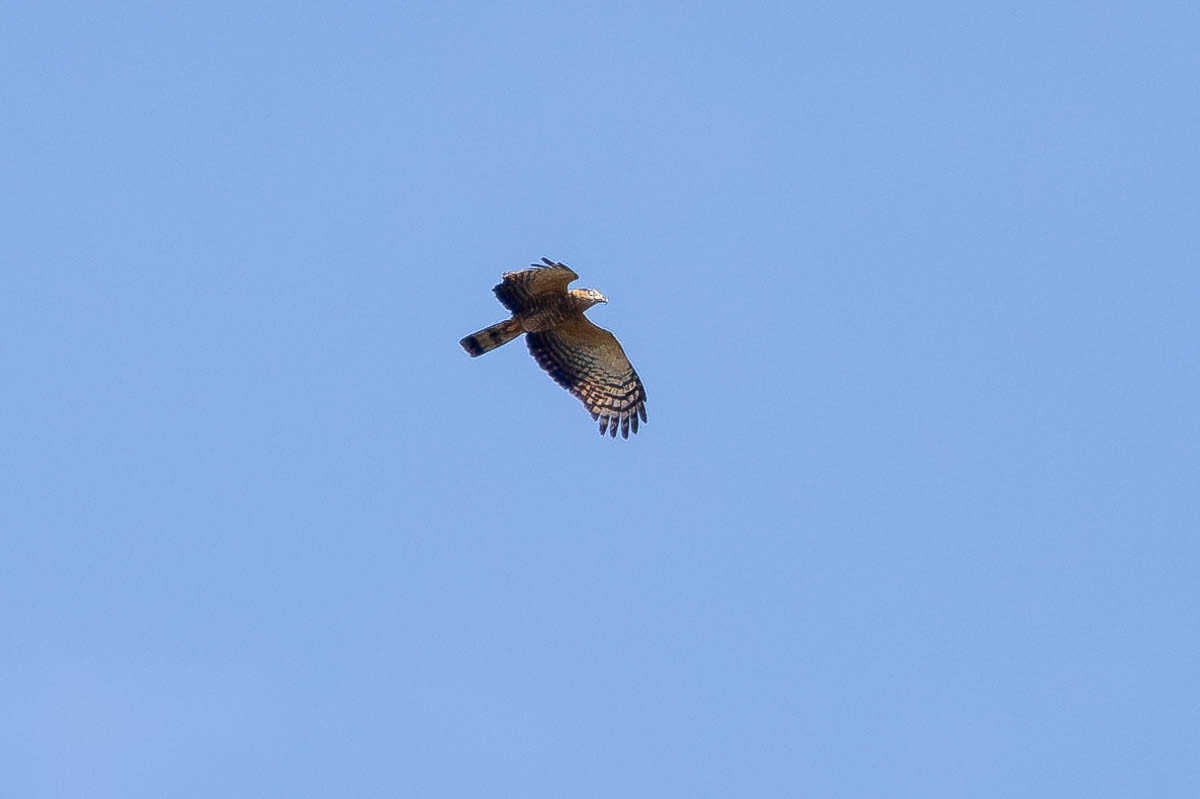 Hook-billed Kite (Grenada) - ML615631262