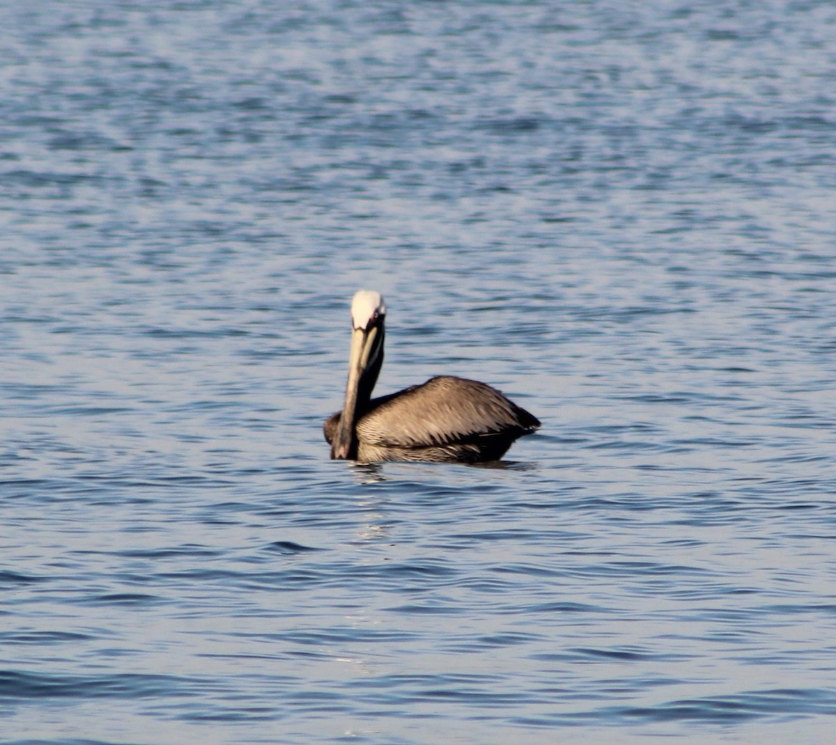 Brown Pelican - xixa_ black