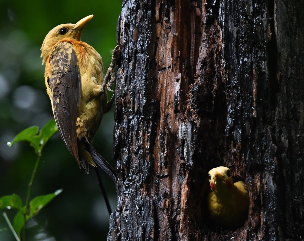 Cream-colored Woodpecker - ML615631313