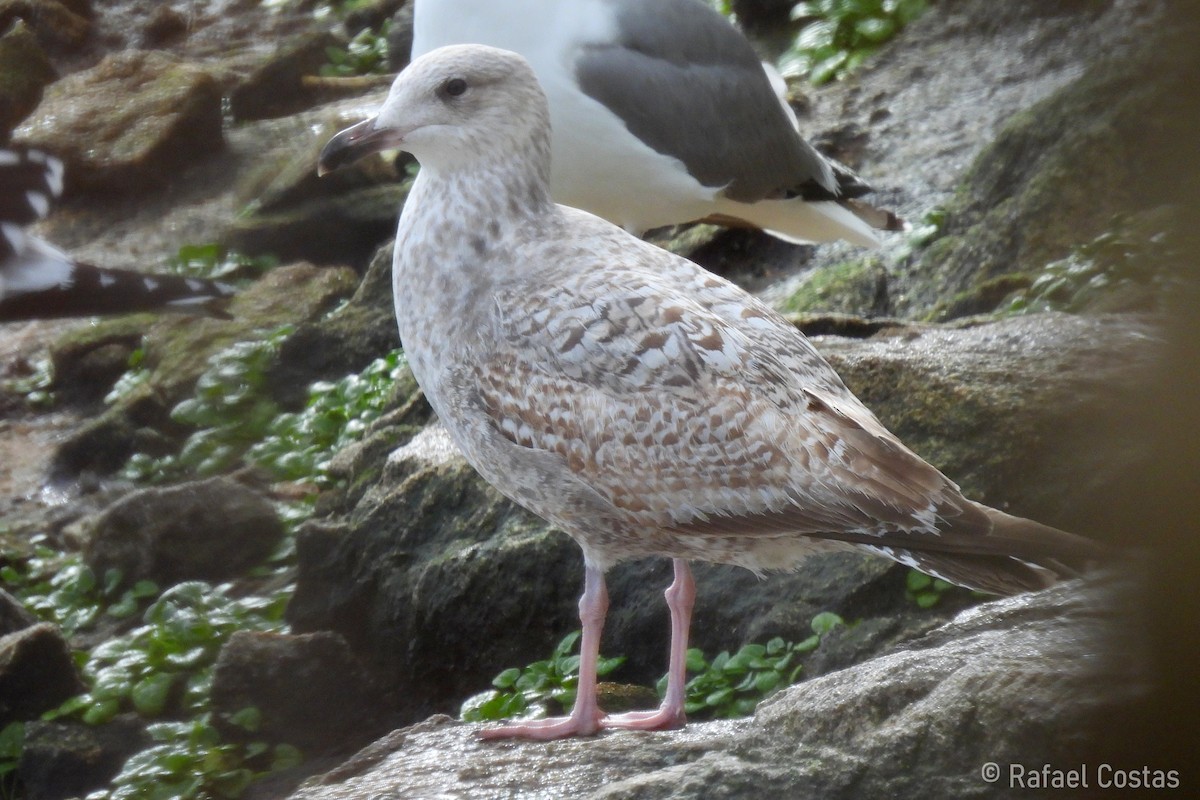 Goéland argenté - ML615631335