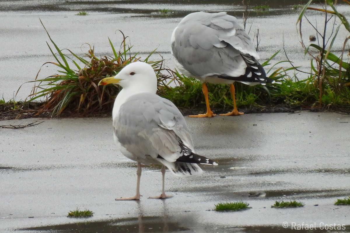 Gaviota del Caspio - ML615631434