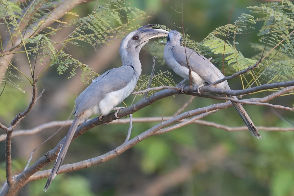 Indian Gray Hornbill - ML615631436