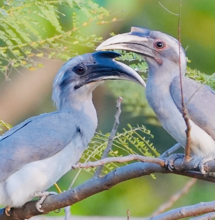 Indian Gray Hornbill - ML615631438