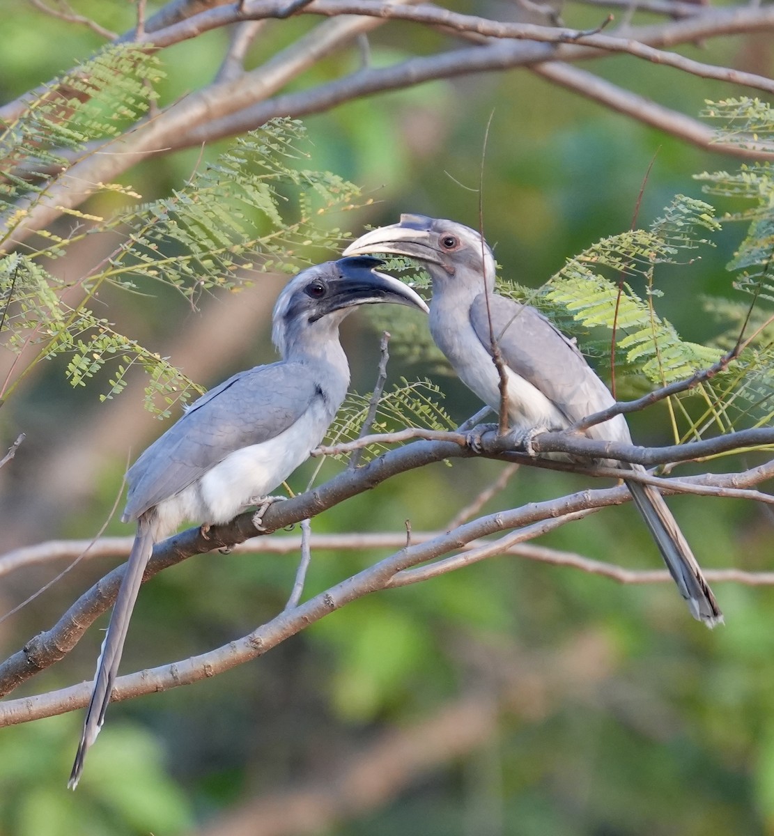 Indian Gray Hornbill - ML615631440