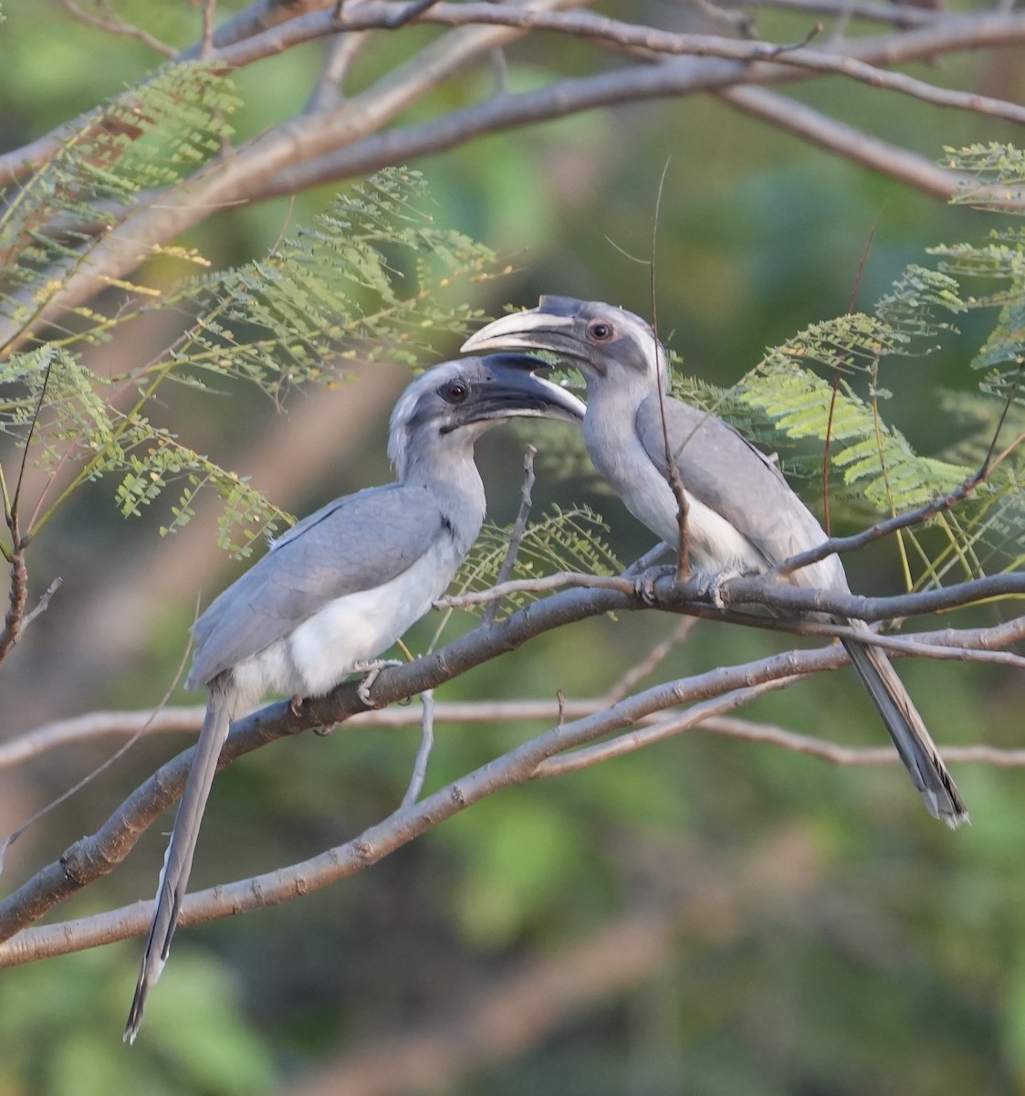 Indian Gray Hornbill - ML615631442