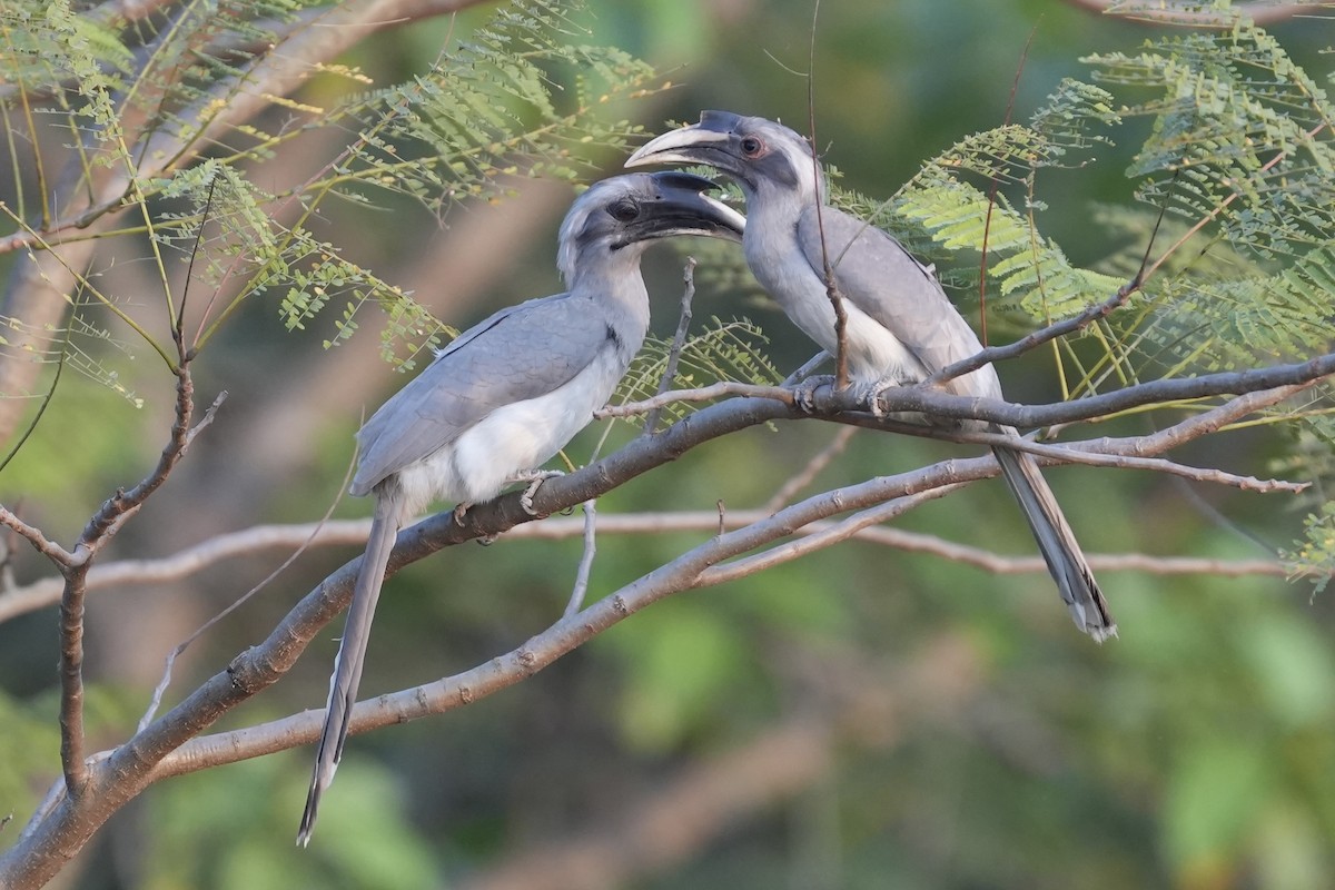 Indian Gray Hornbill - ML615631443