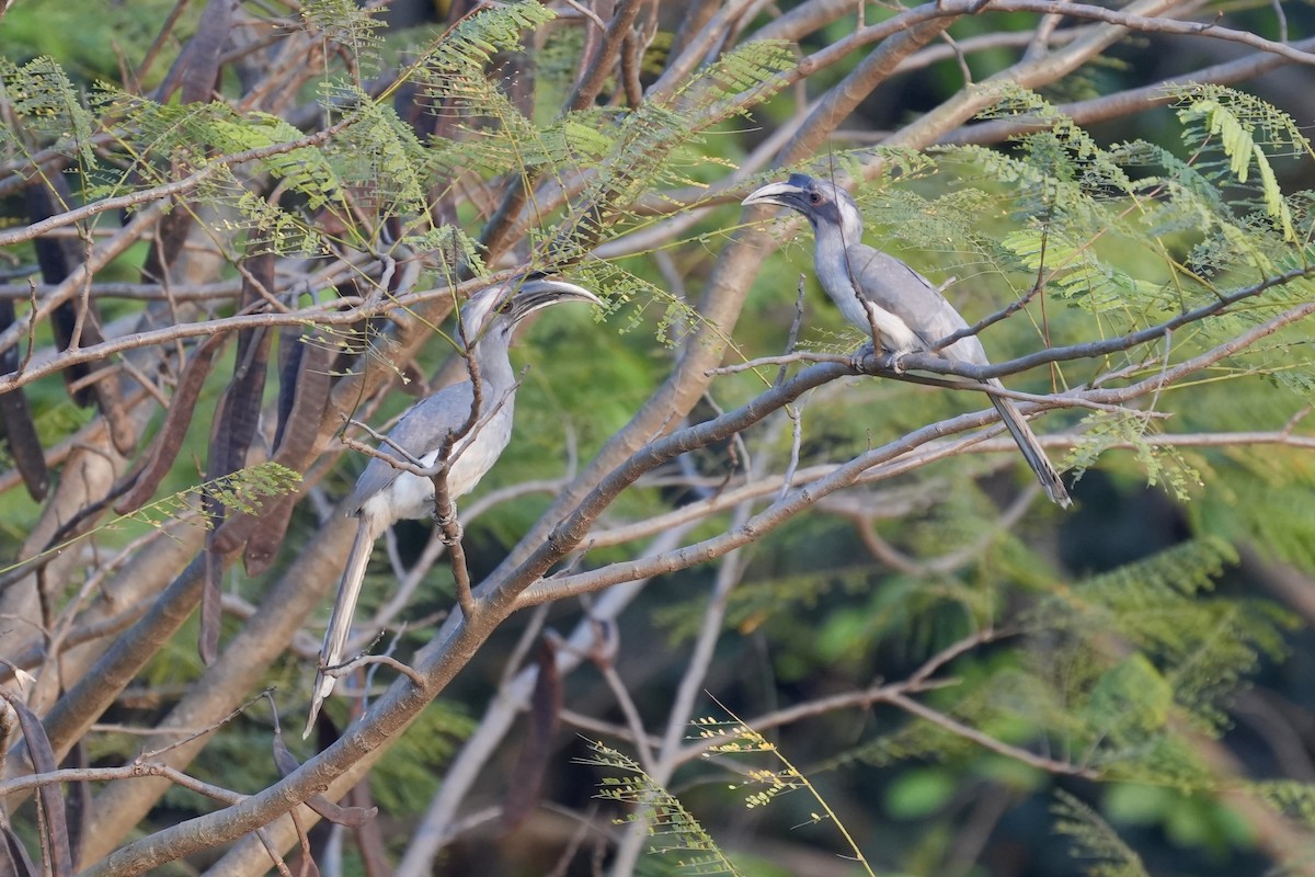 Indian Gray Hornbill - ML615631444