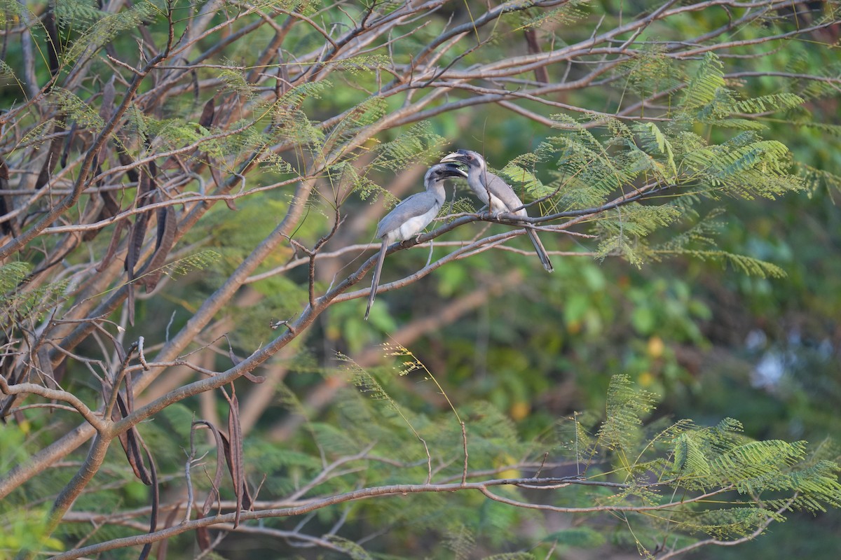 Indian Gray Hornbill - ML615631447