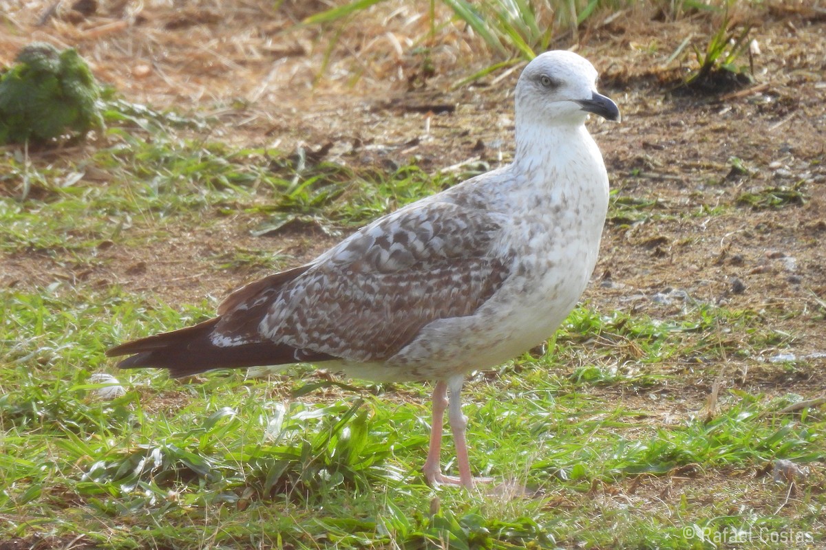 Gaviota Patiamarilla - ML615631459