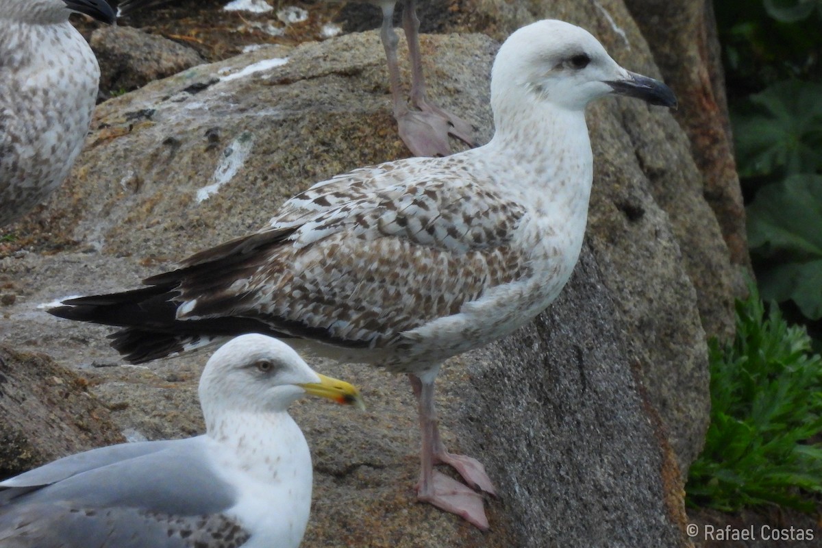 Goéland argenté (argentatus/argenteus) - ML615631502