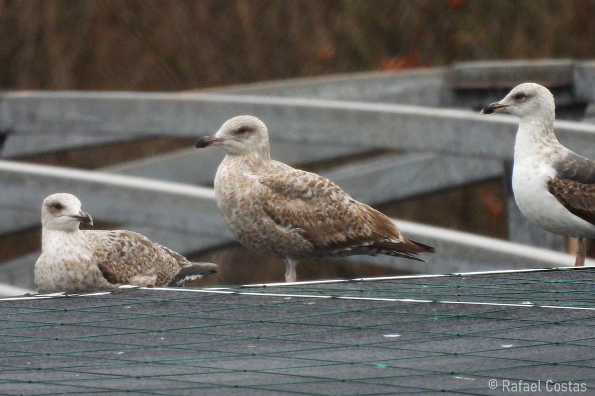 Gaviota Argéntea (europea) - ML615631513