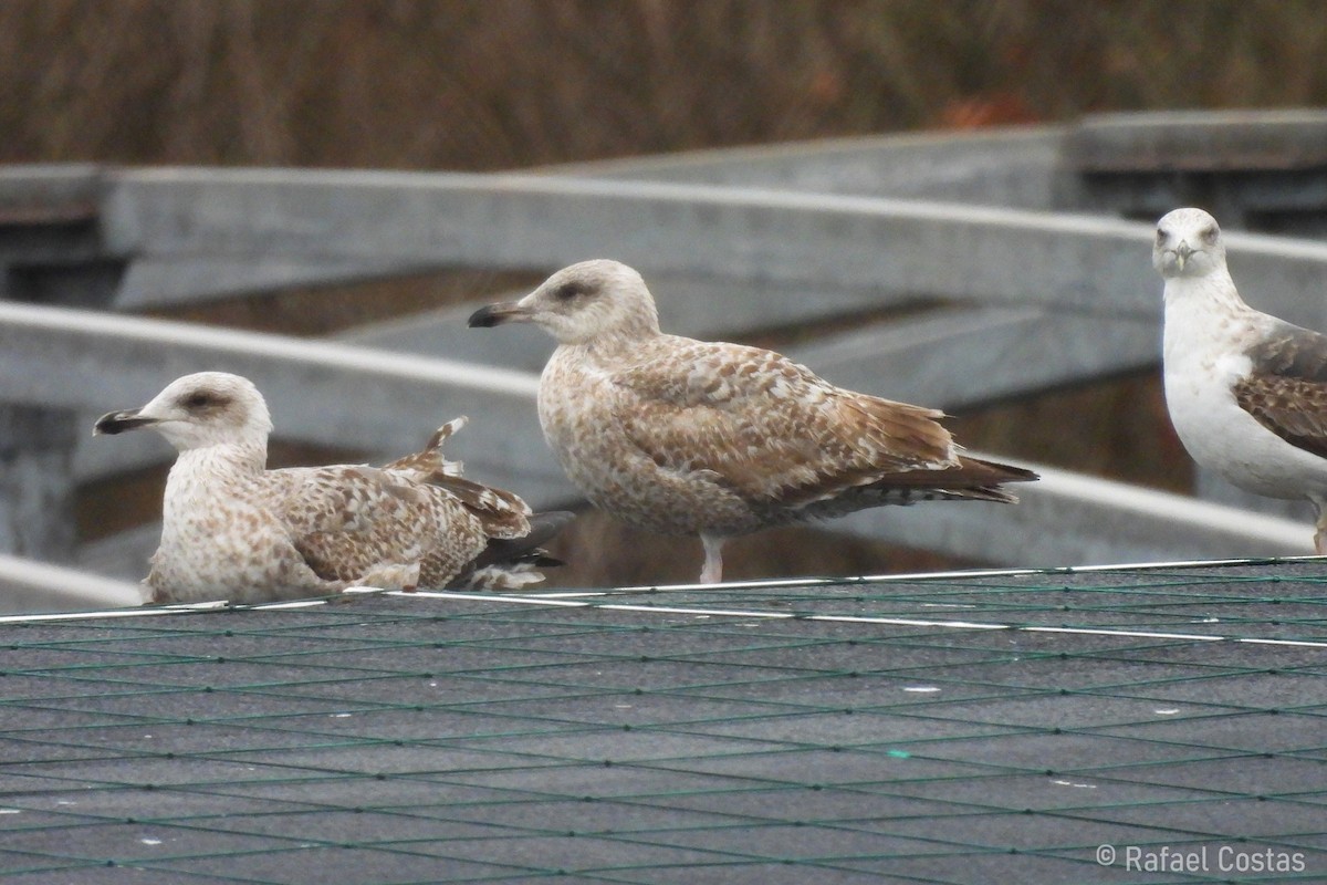 Gaviota Argéntea (europea) - ML615631514