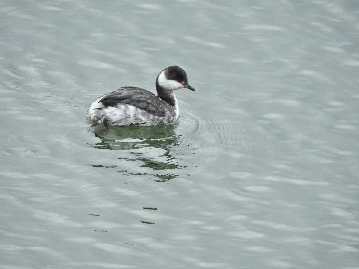 Horned Grebe - ML615631516