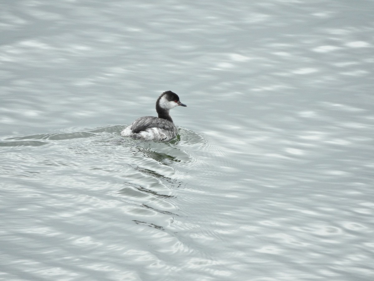 Horned Grebe - ML615631517